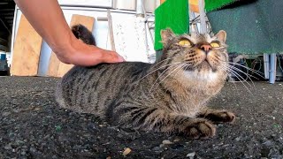 漁港の魚市場にいた猫をナデナデしてきた【感動猫動画】