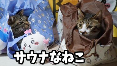 サウナ気分な猫☆新しい物には目がない猫たち☆ちいかわの保冷バッグは猫転送装置【リキちゃんねる　猫動画】 キジトラ 猫のいる暮らし