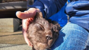 工事中の神社、いつもの黒猫ちゃんがモフられに出てきた【感動猫動画】