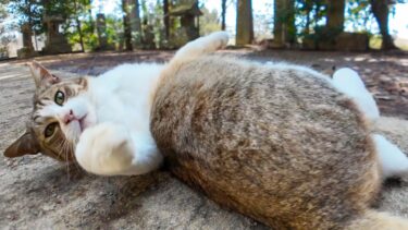 神社の猫ちゃん、ゴロンゴロン転がってカワイイ【感動猫動画】