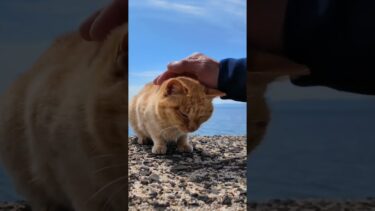防波堤にいた猫島の猫たちを撫でる【感動猫動画】