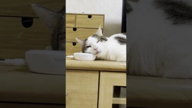 ピアノを聴きながら寝る豆大福【ひのき猫】