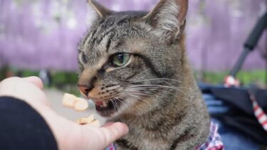 気持ちでは食べてるけど全然食べれてない猫 ～猫とお出かけ・藤棚編～【リキちゃんねる　猫動画】 キジトラ 猫のいる暮らし