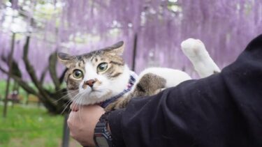 ビビりなのか度胸があるのかよくわからん猫ゴマちゃん☆パパの膝の上でおなか丸出し！～猫とお出かけ・藤棚編～【リキちゃんねる　猫動画】 キジトラ 猫のいる暮らし