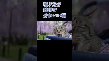 鳴き方が独特で可愛い猫ガーちゃん　 #猫動画 　 #リキちゃんねる