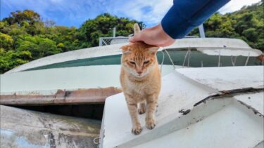 ボートの下で休憩中だった切符売り場の猫ちゃん、顔見るとモフられに降りてきた【感動猫動画】