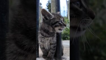 鉄格子の間から顔を出す子猫がかわい過ぎる【感動猫動画】