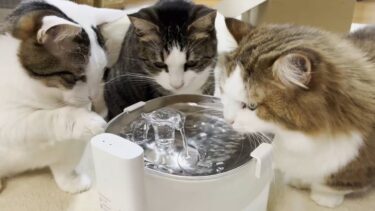 新入りの給水器をみんなで囲んで可愛がる猫【ひのき猫】
