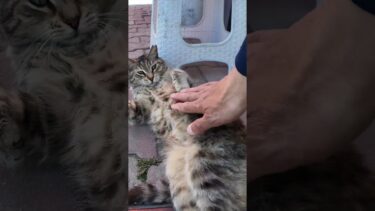 歩道で出会った猫、完全に野生を忘れている【感動猫動画】