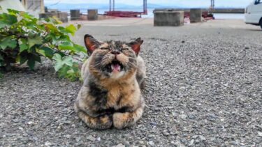 漁港に座っていた猫ちゃん、近くに行くとモフられに起きてきた【感動猫動画】