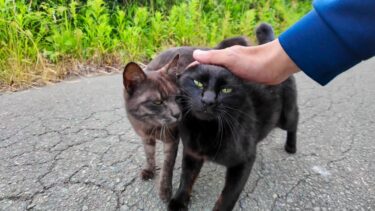 田舎道をバイクで走っていたら道路に猫がいたので止まってナデナデしてきた【感動猫動画】