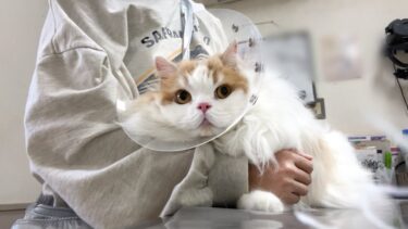愛猫の様子がおかしいため仕事を休んで急遽病院へ行きました【猫のレモンちゃんねる】