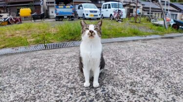 猫島の漁港にいる猫はみんな人懐っこい【感動猫動画】