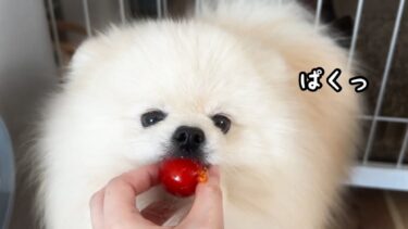 プチトマトをはじめて食べた犬がおいしさに気づいた瞬間がかわいいw【猫のレモンちゃんねる】