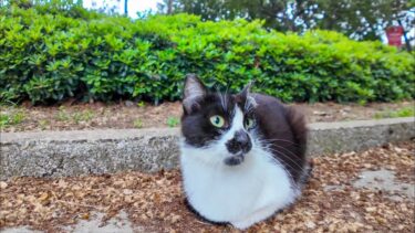 公園の遊歩道脇に座っていた猫をナデナデすると懐いて付いてくるようになった【感動猫動画】