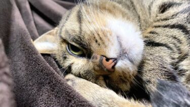 【恐怖映像】目を開けたまま眠る猫…【てん動画】