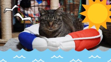 夏気分先取りの猫ガーちゃん☆浮き輪ベッドでまったり【リキちゃんねる　猫動画】 キジトラ 猫のいる暮らし