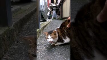 路地裏で腰トントンにめちゃめちゃ弱い猫に出会った【感動猫動画】