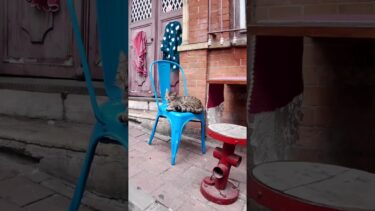 イスタンブールではオシャレなカフェの外の席は大体猫と相席【感動猫動画】