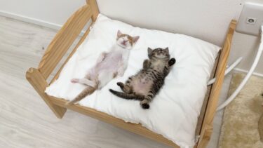 保護した生後1ヶ月の子猫たちにベッドをプレゼントしたらこうなっちゃいましたw【もちまる日記】