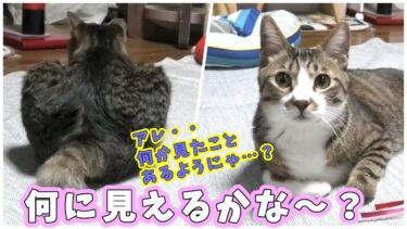 後ろ姿がみんながあこがれの高級なアレに見える猫ガーちゃん＆美味しそうなアレに見える猫ゴマちゃん 【リキちゃんねる　猫動画】 キジトラ 猫のいる暮らし