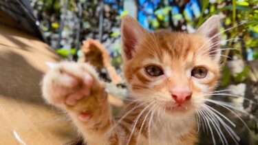 カメラに猫パンチする子猫がかわい過ぎる【感動猫動画】