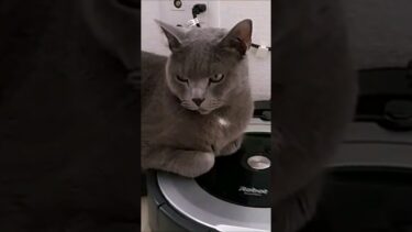 Roombaの起動スイッチ押してみた #cat #すず【kokesukepapa】