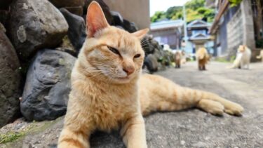 【猫島】猫だらけでどこ見ても猫な猫島の路地裏【感動猫動画】