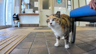 フェリー乗り場の待合室にいたら猫が入ってきてモフられにきた【感動猫動画】