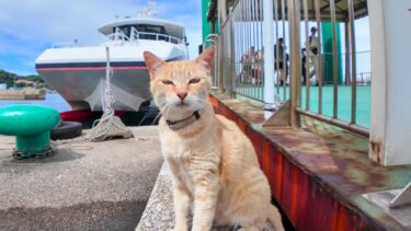猫島のフェリー乗り場で来場者を出迎える猫【感動猫動画】