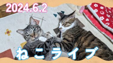 【キジトラ兄弟】ガーちゃん&ゴマちゃんライブ  2024.6.2　生配信【リキちゃんねる・猫LIVE】