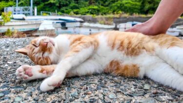 漁港の舟の下にいた野良猫を撫でるとゴロゴロ言いながら転がって喜んだ【感動猫動画】