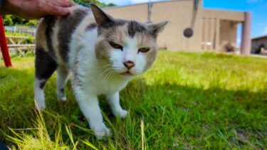 滑り台の下にいたパステル三毛猫ちゃん、ナデナデすると喜んでついてくるようになった【感動猫動画】