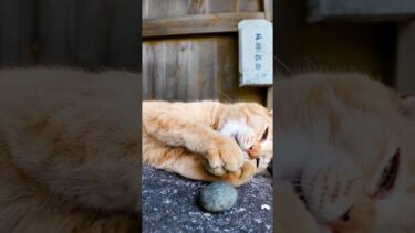 石を抱きしめる猫がかわい過ぎる【感動猫動画】
