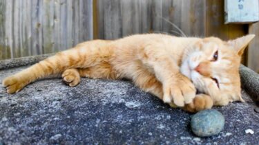 石を抱きしめる猫がかわい過ぎる【感動猫動画】