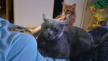 NintendoDirectを観るママに集まる３猫【kokesukepapa】