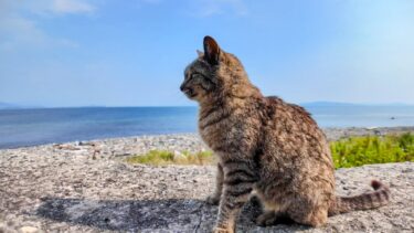 防波堤に猫がいたので隣に座ってナデナデすると喜んで擦り寄ってきた【感動猫動画】