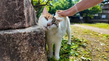 朝の神社で見掛けた三毛猫を撫でると喜んで石灯籠にスリスリしだした【感動猫動画】