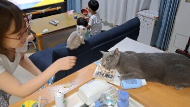 夏のダラダラ猫に絡むママ【kokesukepapa】