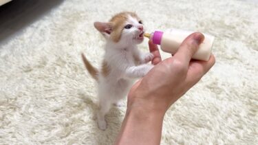 いつまで経っても離乳できずにミルクをがぶ飲みしちゃう子猫がかわいすぎました…【もちまる日記】