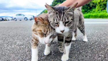 駐車場の仲良し二人組猫を撫でる【感動猫動画】