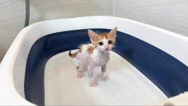 保護した生後2ヶ月の子猫を初めてお風呂に入れたらこんな姿になっちゃいました…【もちまる日記】