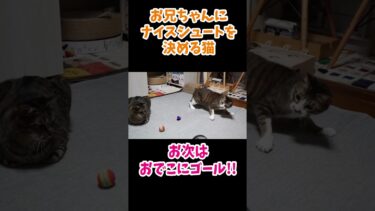 お兄ちゃん猫にナイスシュートを決める弟猫　【リキちゃんねる　猫動画】 キジトラ 猫のいる暮らし