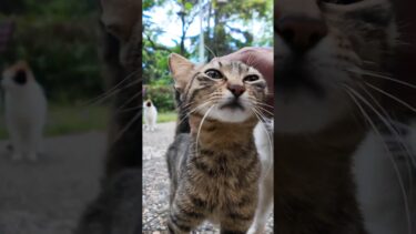 公園の猫たち集まってきた【感動猫動画】