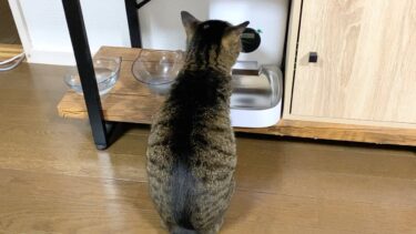 給餌機からご飯が出てくる時間を完璧に把握している猫…【てん動画】
