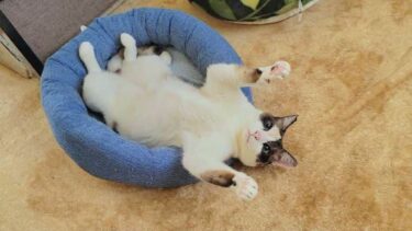 眠りから目覚めて自発的にグリコポーズをするペポ猫🙌【CuteWoo】