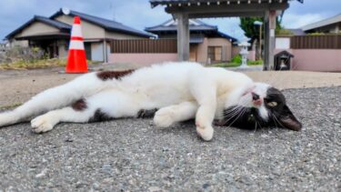 猫島の猫「ここから先は通行止めニャン、ここでナデナデしていくニャン」【感動猫動画】