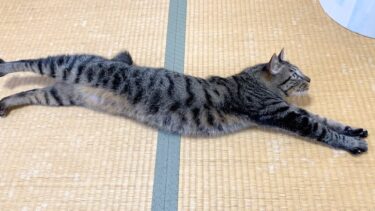 PUMAのロゴすぎる猫【てん動画】