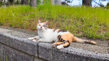 海辺の公園の石段に寝てます三毛猫ちゃん、隣に座るとモフられに寄ってきた【感動猫動画】