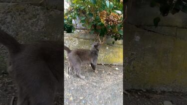 道端で見掛けたグレーの猫がカワイイ【感動猫動画】